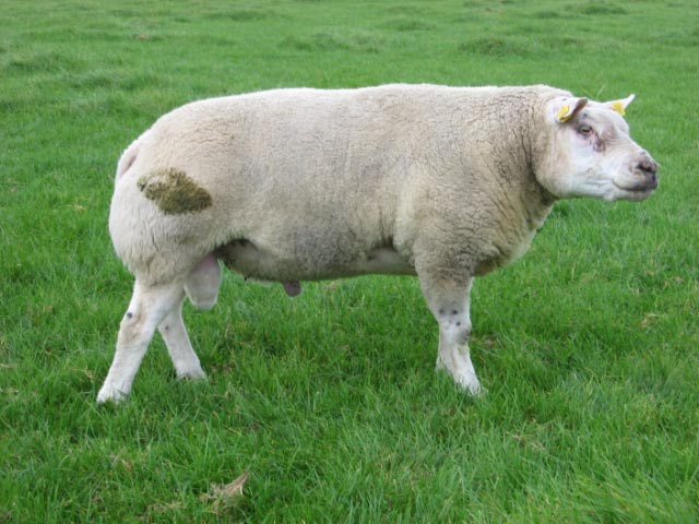 Ram 0799-0906