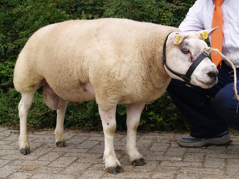 Ram 799-0906