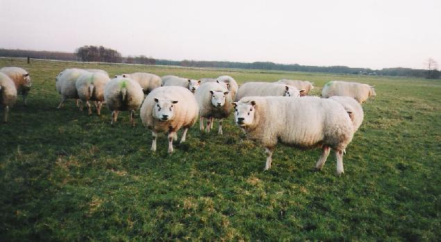 Ooi 0799-0569 (linksvooraan) en ooi 0799-0523 (rechtsvooraan)