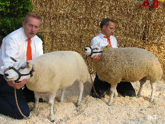 Kampioen 1 jarige ooi met lam