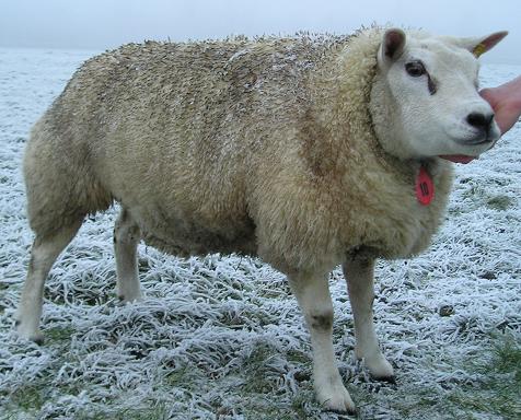 Ewe 0756-1632