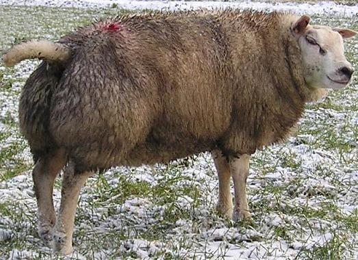 Ram 0756-1827